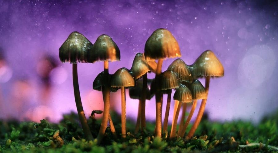 Psilocybin: Magic mushrooms for mental health?